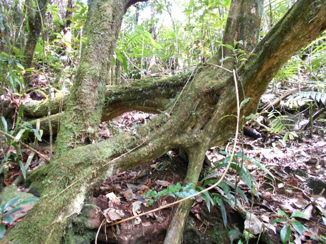Quelques racines caractéristiques