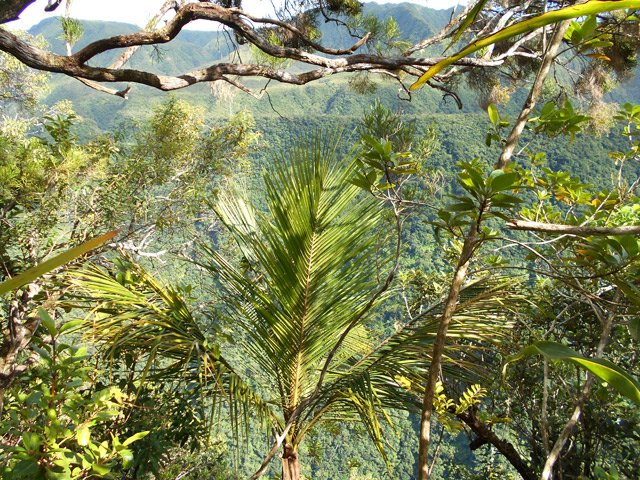 Superbes palmistes dans les sous-bois