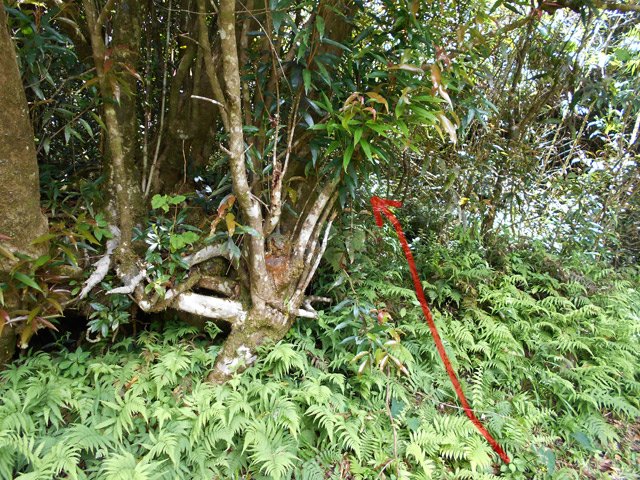 Le sentier, très discret, débute à droite de cette grosse racine biscornue de jamrosat