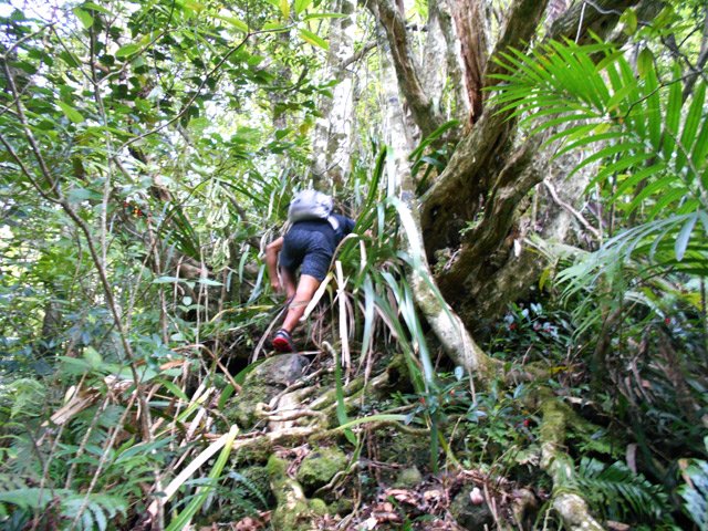 La montée est immédiate sur les grosses racines