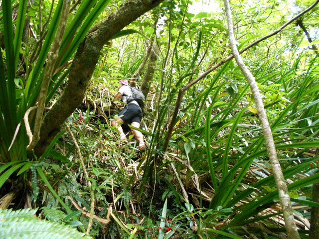 Déjà les sabres marrons se multiplient