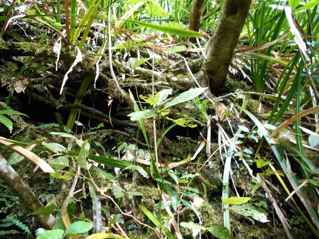 On devine encore le sentier malgré les racines et plantes nouvellement poussées