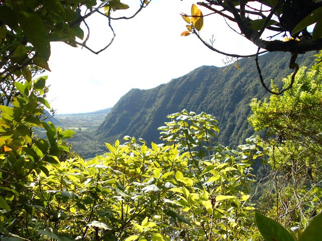 Un court point de vue dans la végétation