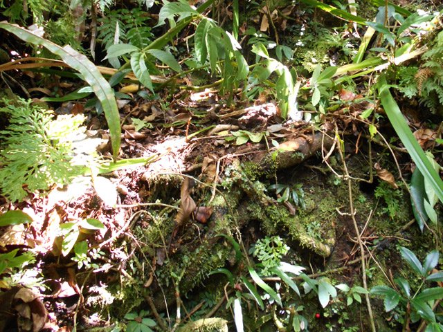 Un beau reste de sentier en très forte pente
