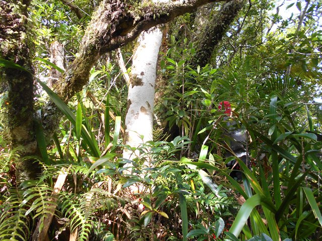 Beaucoup de végétation pour rejoindre le pylône