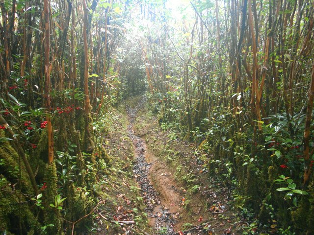 Les goyaviers l'emportent sur toutes les autres plantes