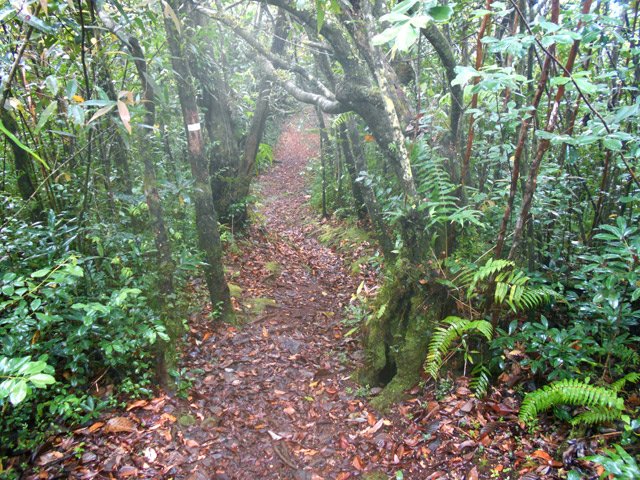 Moins de goyaviers et plus de bois de couleurs