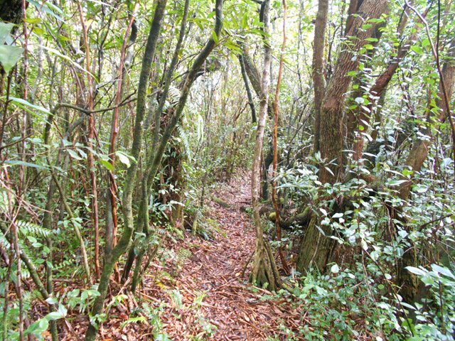 Une autre dans les bois de couleurs