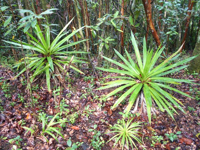 Papa, maman et bébé