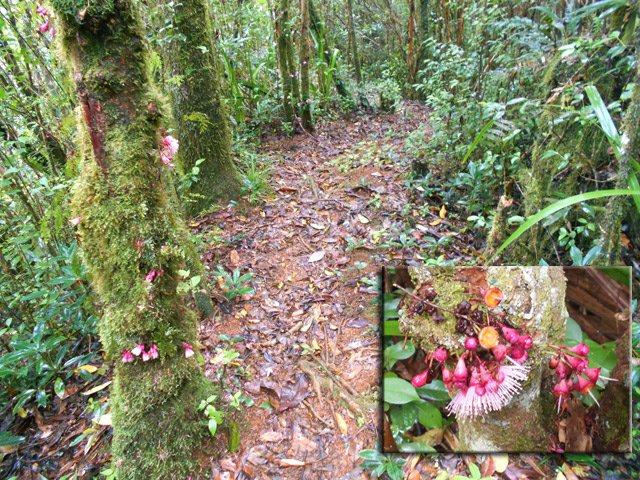 La région comporte des multitudes de bois de pomme