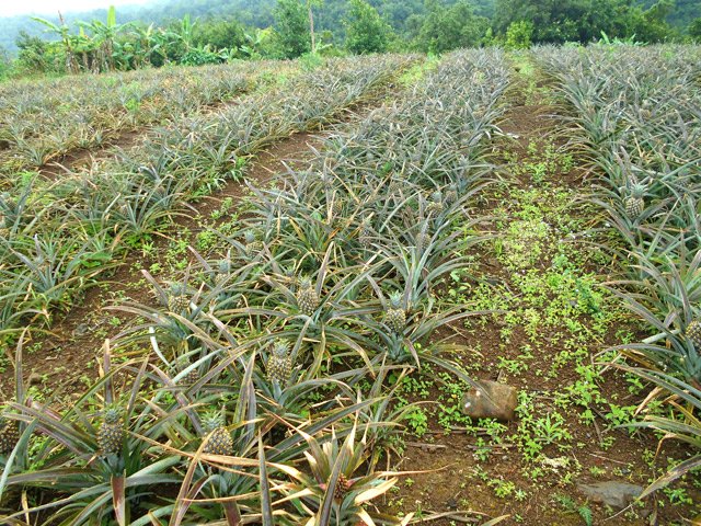 Dernières cultures avant de rejoindre la Cascade du Chien