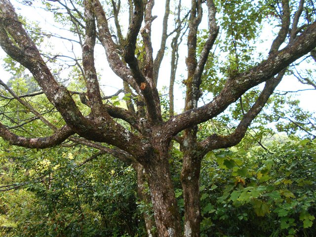 Les camphriers entourent les aires de pique-nique