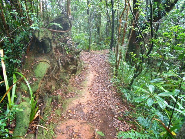 Enorme racine en bordure de sentier