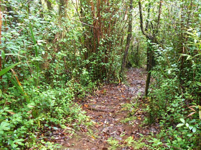 Le début de la descente est du sentier de Terre Rouge