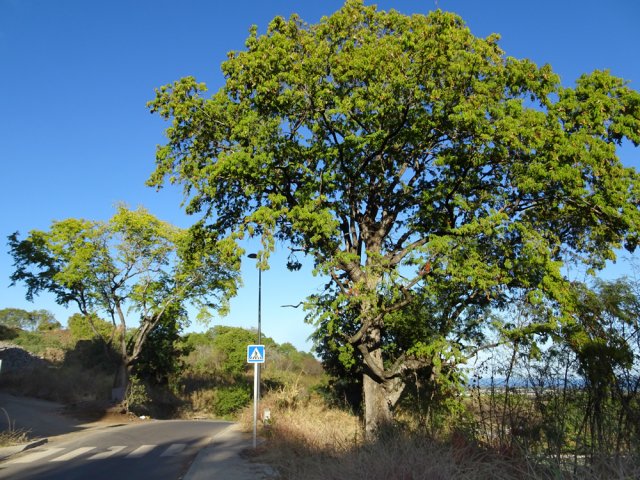 Heureusement, on laisse quelques arbres