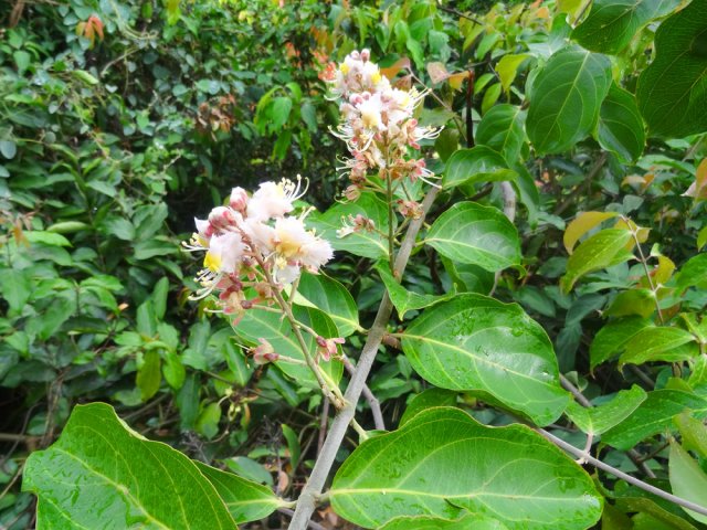 Il faut reconnaître que le fleur est belle