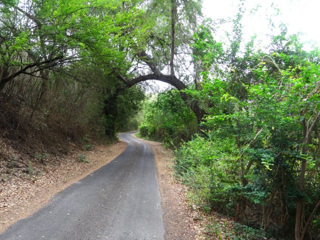 Le début du Chemin Déboulé, déjà très ombragé