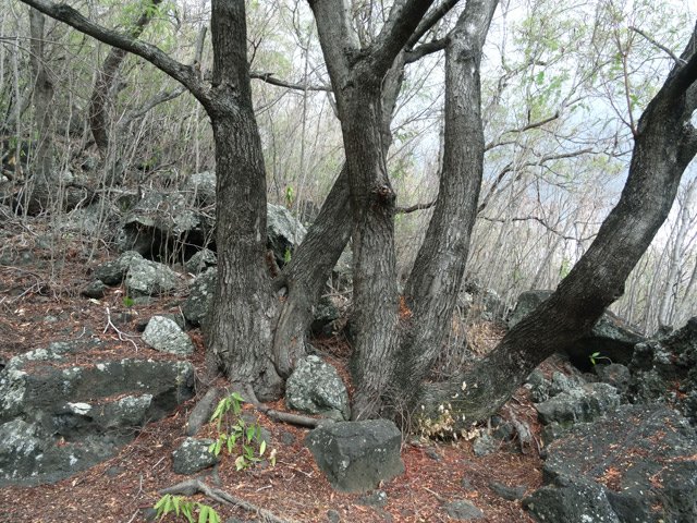 On peut se demander où les arbres puisent leur pitance