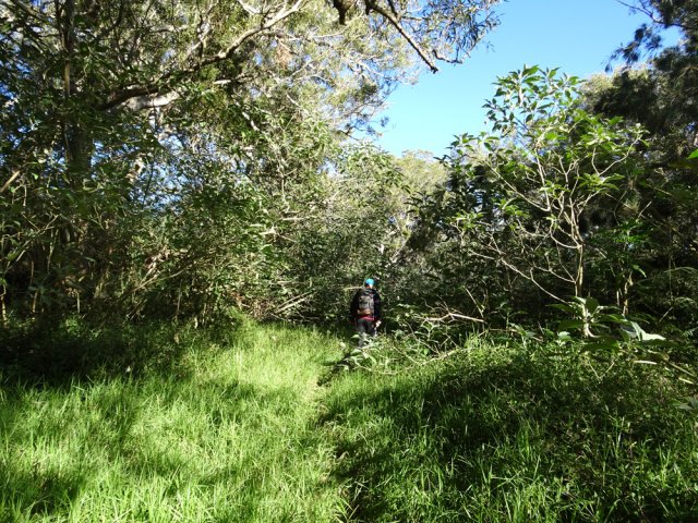 Ce qu'il reste de la Piste Forestière de Saint-Gilles