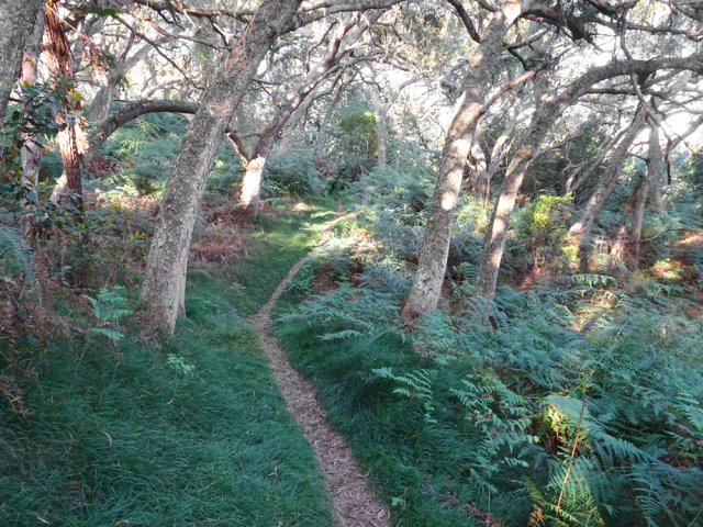Agréable sentier au milieu des grands tamarins