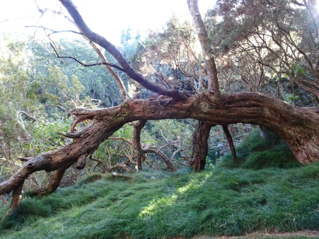 Un vénérable tamarin tombé au sol, avant de retrouver la route