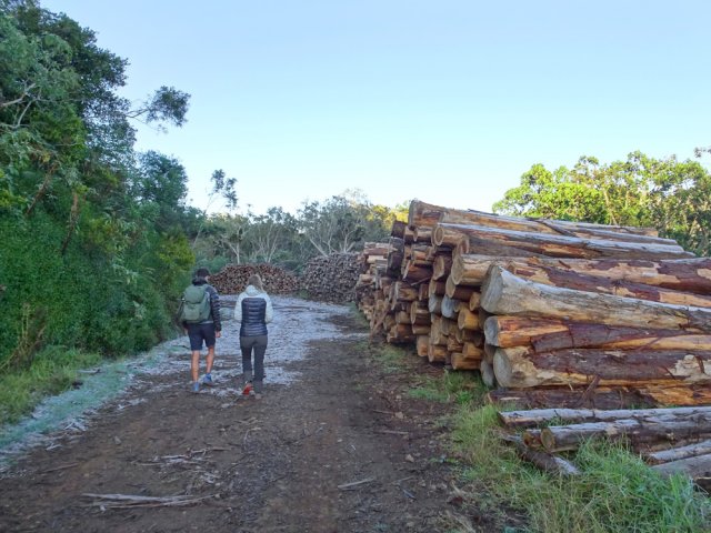 Souhaitons que ces cryptomerias ne finissent pas comme ceux des Makes à pourrir des années durant