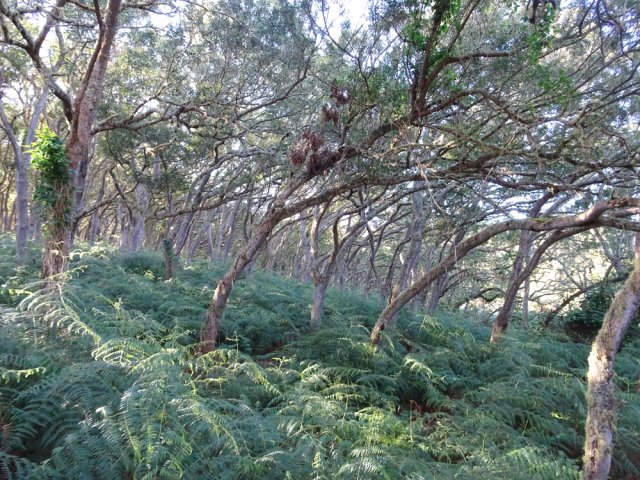 Le sentier qui remonte traverse une magnifique forêt de tamarins