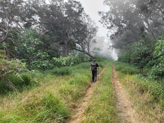 De l'herbe au sol pour reposer les pieds