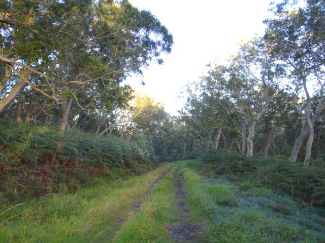 Grande forêt de tamarins également dans cette zone
