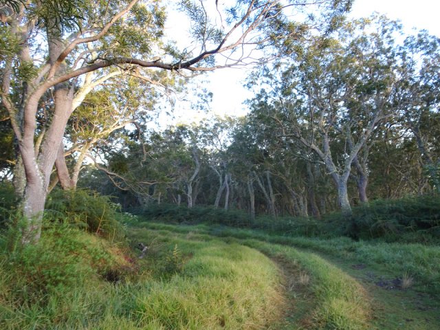 Le dernier virage avant l'arrivée sur la Route Forestière des Tamarins