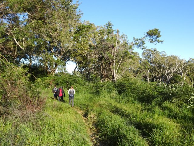 Une portion envahie de hautes herbes