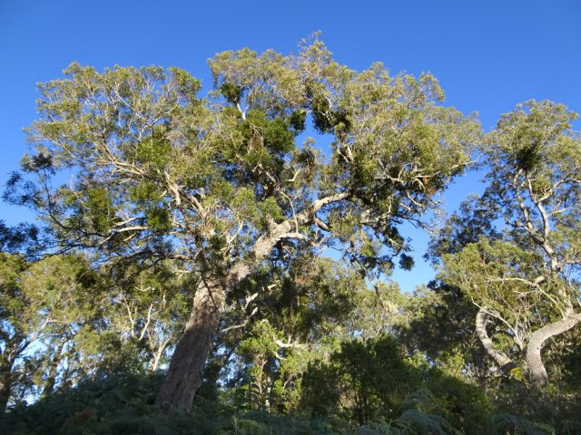 Les superbes tamarins des hauts du côté de la Tamarinaie