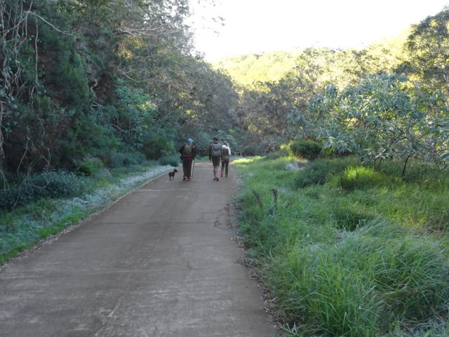 Court tronçon de la Route Forestière des Tamarins