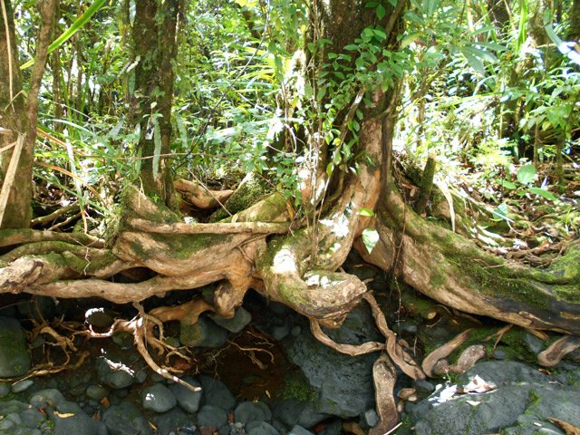 Léchées par les eaux en furie, les racines prennent de belles formes de natures mortes