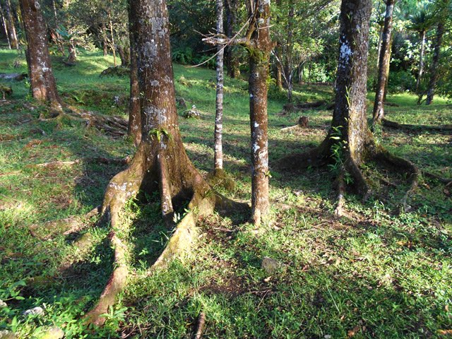 Troncs caractéristiques des grands nattes, nombreux dans la montée