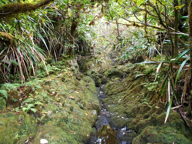 Fin de la montée sur un affluent de la Ravine de Bois Blanc
