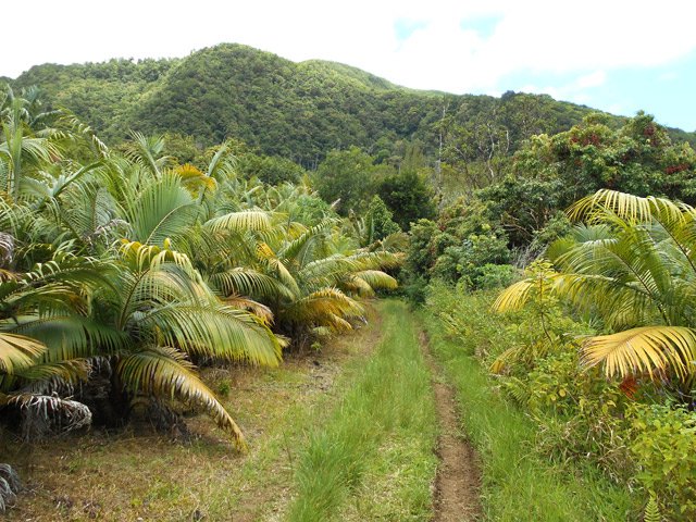 Le Piton Moka vu du Chemin Indivis dans les cultures de palmistes