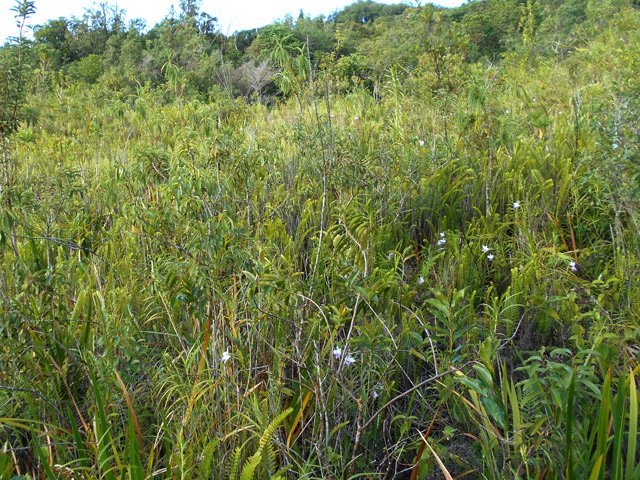 Comme souvent dans la région, les orchidées bambou envahissent les fougères