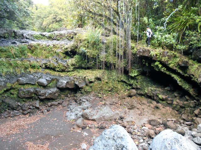 Passage étroit et délicat d'un cassé derrière les racines de figuiers