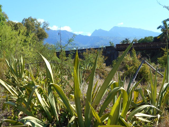 La végétation du fond de la ravine mériterait un cyclone par endroits