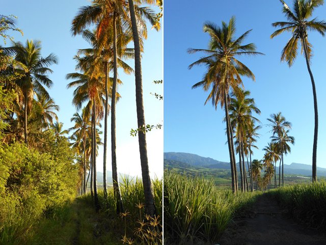 L'agréable allée bordée de cocotiers