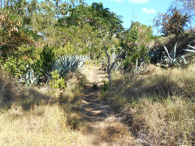 La boucle débute sur un sentier dans les herbes et le sable