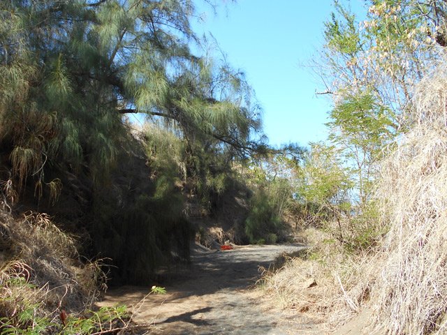 Un filao marque la fin de la ravine avant la plage