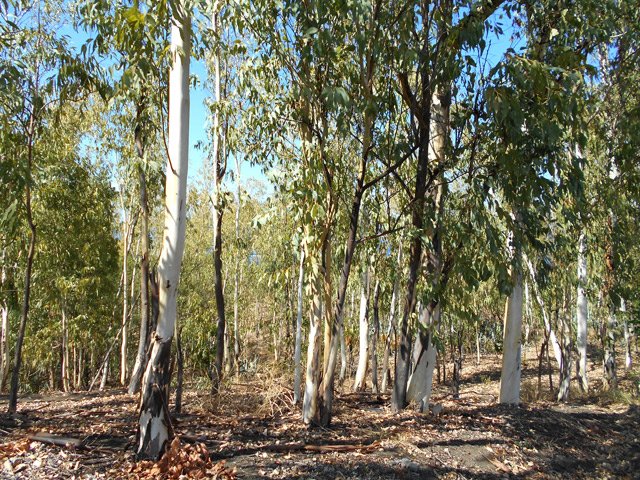 Les eucalyptus dans le sable souffrent cruellement du manque d'eau de la région