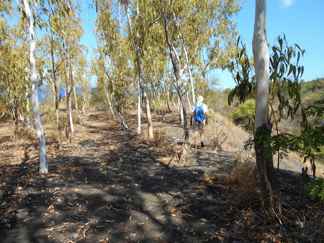 Nombreuses traces de passage sous les eucalyptus en bordure de la Ravine Mila