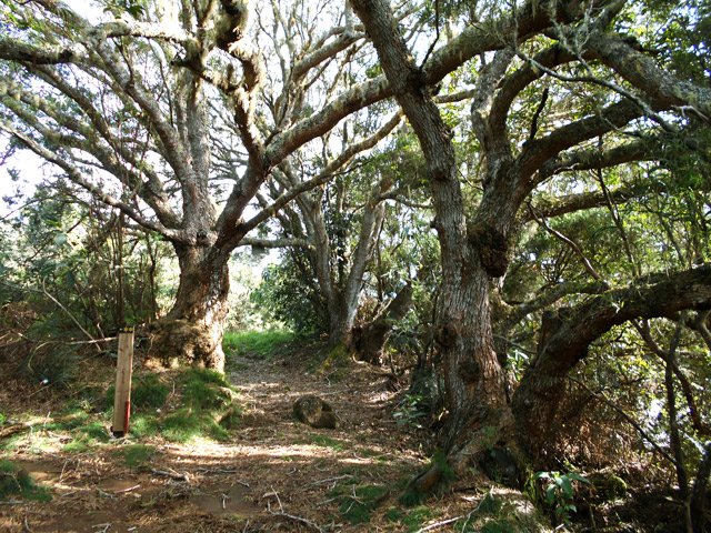 Les trois tamarins à l'approche de la Chapelle