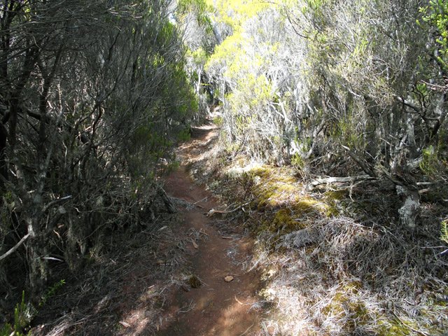 Le petit sentier dans les branles verts où il faut chercher les balises colorées