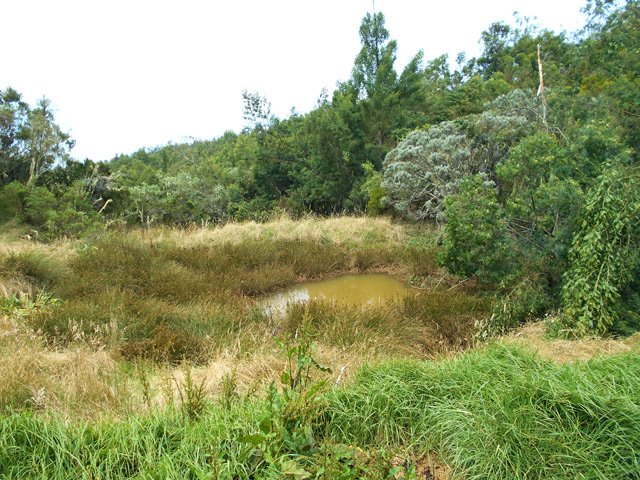 Mini mare à joncs et peu d'animaux pour venir y boire