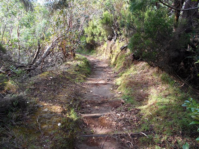 Plus haut, le sentier terreux est bordé de branles verts