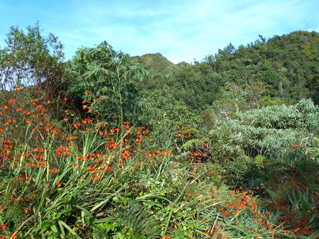 L'orange des fleurs tranche avec le vert des envahissantes comme les acacias noirs et bringeliers